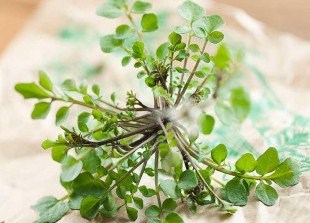Gettyimages 110883586 thyme photoalto laurence mouton.jpg